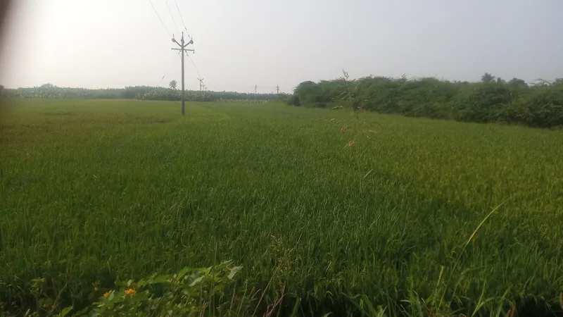Open farmland in Tamil Nadu